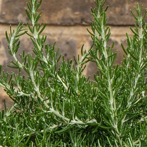 Rosmarinus Officinalis 'Roman Beauty' (3L) Roman Beauty Rosemary - image 3