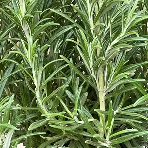 Rosmarinus officinalis syn. Salvia rosmarinus (Pot Size 1L) - image 1