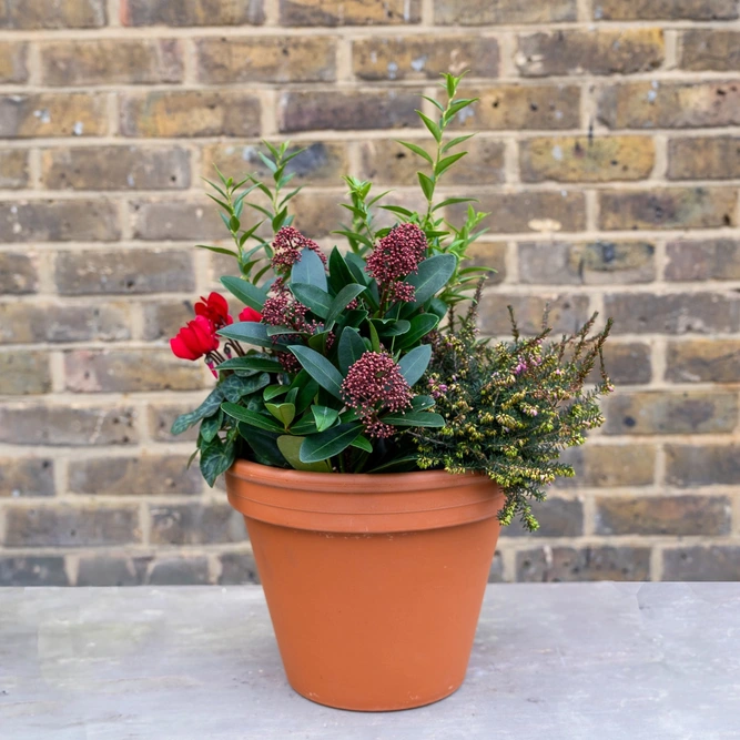 Ruby Haven Planter (27cm) Skimmia Rubella, red cyclamen, Sarcococca, and Erica Planter - image 2