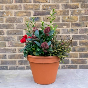 Ruby Haven Planter (27cm) Skimmia Rubella, red cyclamen, Sarcococca, and Erica Planter - image 2