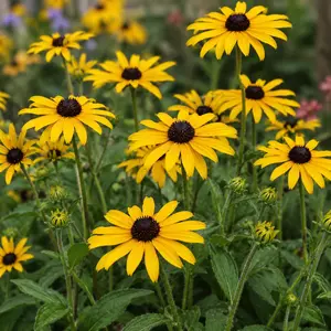 Rudbeckia fulgida var. sullivantii 'Goldsturm' (Pot Size 11cm) Black-eyed Susan