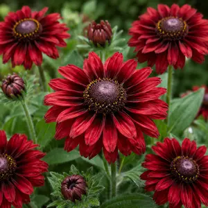 Rudbeckia hirta 'Enchanted Flame' (Pot Size 3L) Black-eyed Susan