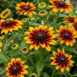 Rudbeckia hirta 'MiniBeckia Flame' (Pot Size 3L) Black-Eyed Susan