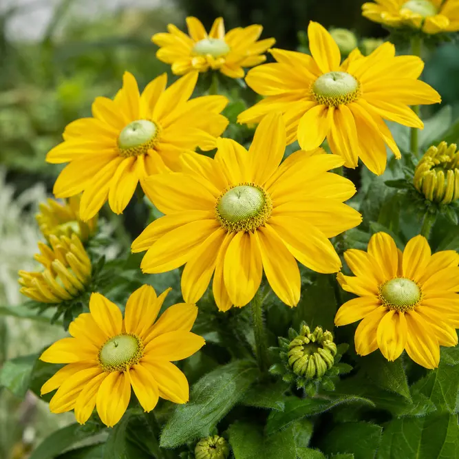 Rudbeckia Sunbeckia Ophelia (Pot Size 3L) Black-eyed Susan