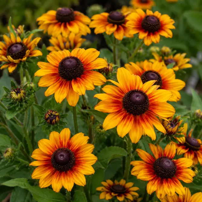 Rudbeckia x Echinacea 'Summerina Yellow' (Pot Size 3L) Hybrid Coneflower