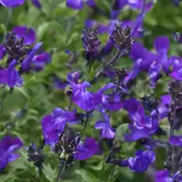 Salvia