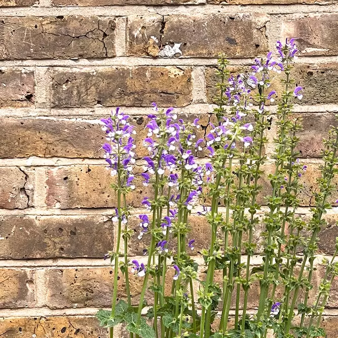 Salvia 'Azure Snow' - Color Spires Series (Pot Size 3L) - image 1