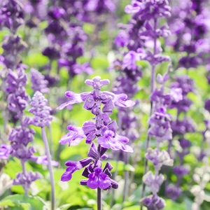 Salvia 'Cool Violet' (Pot Size 2L) - image 1