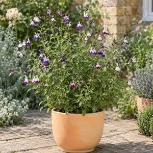 Salvia greggii 'Amethyst Lips'