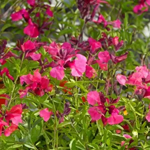 Salvia nemorosa 'Blue Marvel' - Balkan Clary - Woodland Sage