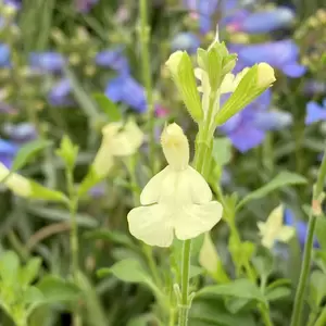 Salvia 'Lemon Light' (Pot Size 2L) - image 1