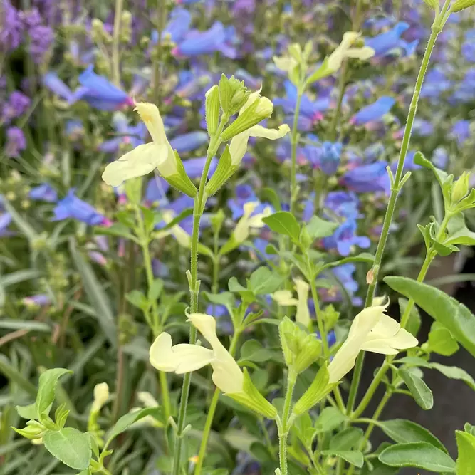 Salvia 'Lemon Light' (Pot Size 2L) - image 2