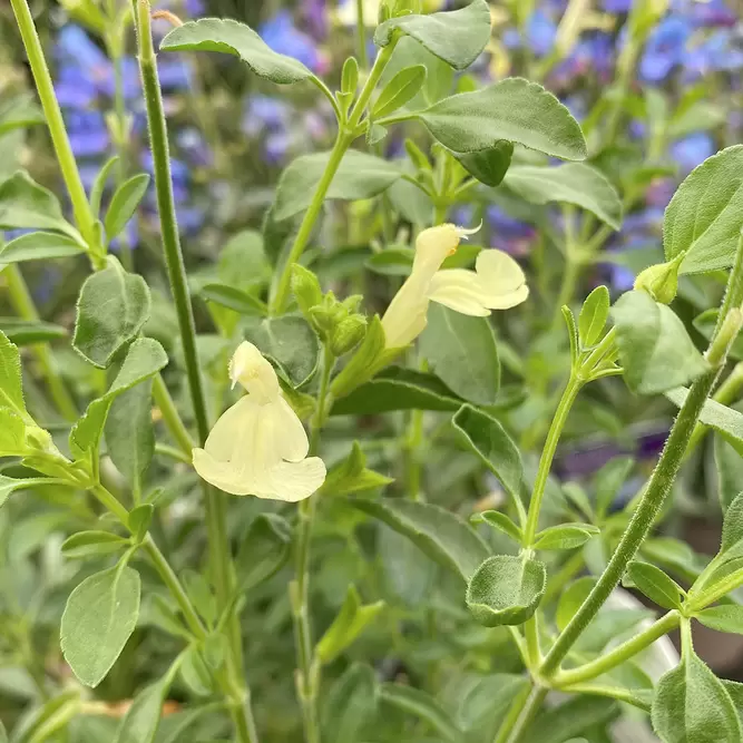 Salvia 'Lemon Light' (Pot Size 2L) - image 3