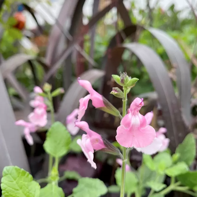 Salvia microphylla ‘angel wings’ (Pot Size 17cm) - image 1