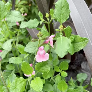 Salvia microphylla ‘Angel Wings’ (Pot Size 2L) - image 2