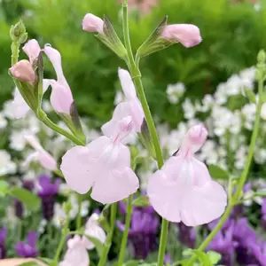 Salvia ‘Naomy Tree’ (Pot Size 2L) - image 1