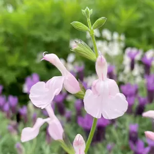 Salvia ‘Naomy Tree’ (Pot Size 2L) - image 2