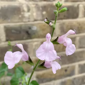 Salvia ‘Naomy Tree’ (Pot Size 2L) - image 3