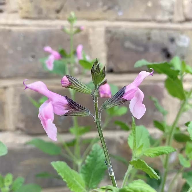 Salvia ‘Naomy Tree’ (Pot Size 2L) - image 4