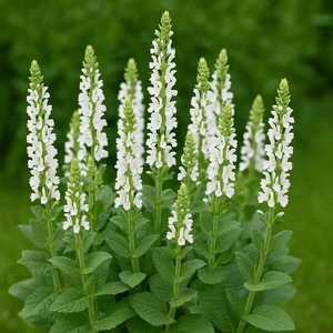 Salvia nemerose 'Sensation White’ (Pot Size 3L) Balkan Clary