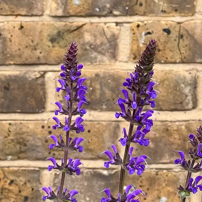 Salvia nemorosa ‘Blue by You’ (Pot Size 2L) - image 1