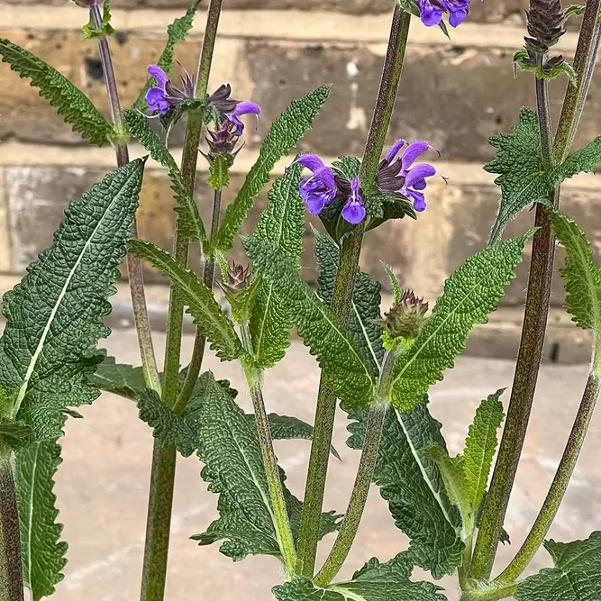 Salvia nemorosa ‘Blue by You’ (Pot Size 2L) - image 2