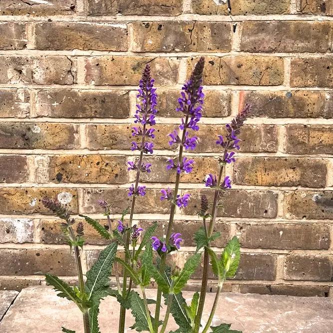 Salvia nemorosa ‘Blue by You’ (Pot Size 2L) - image 3