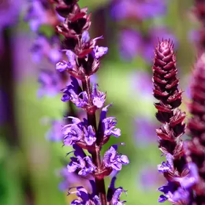 Salvia nemorosa 'Caradonna' (Pot Size 2L) - Balkan Clary - image 4