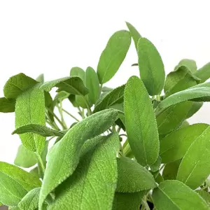 Salvia officinalis  (Pot Size 1L) - Common Sage - image 2