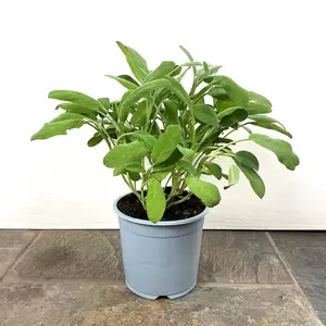Salvia officinalis  (Pot Size 1L) - Common Sage - image 3