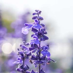 Salvia officinalis  (Pot Size 1L) - Common Sage - image 1