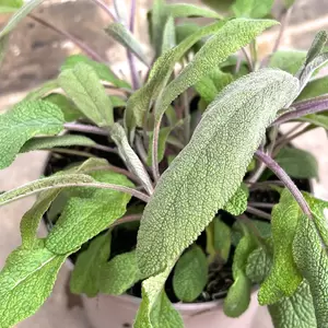 Salvia officinalis ‘Purpurascens’ (Pot Size 1L) - image 1