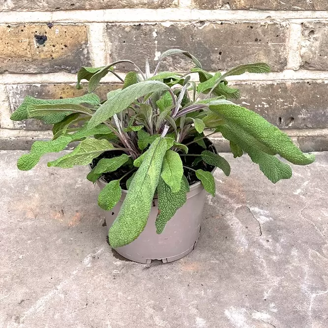 Salvia officinalis ‘Purpurascens’ (Pot Size 1L) - image 2