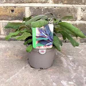 Salvia officinalis ‘Purpurascens’ (Pot Size 1L) - image 3