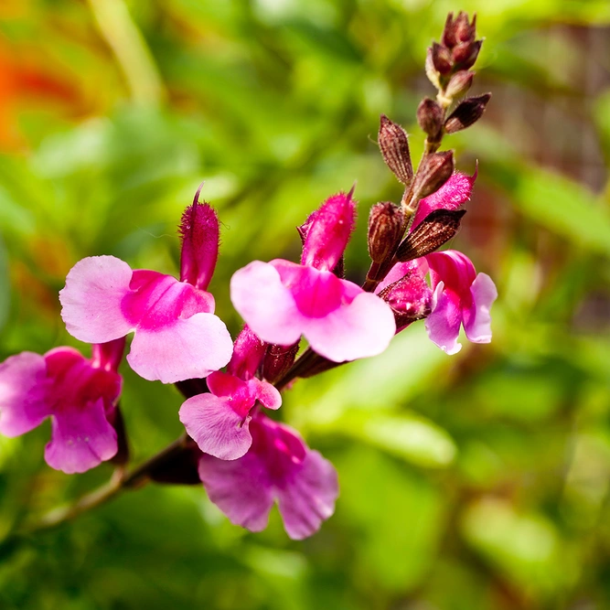 Salvia ‘Pink Mulberry’ available at Boma Garden Centre Image by chris froome