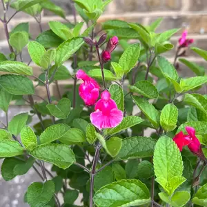 Salvia 'Pink Pong' (Pot Size 3L) - image 3