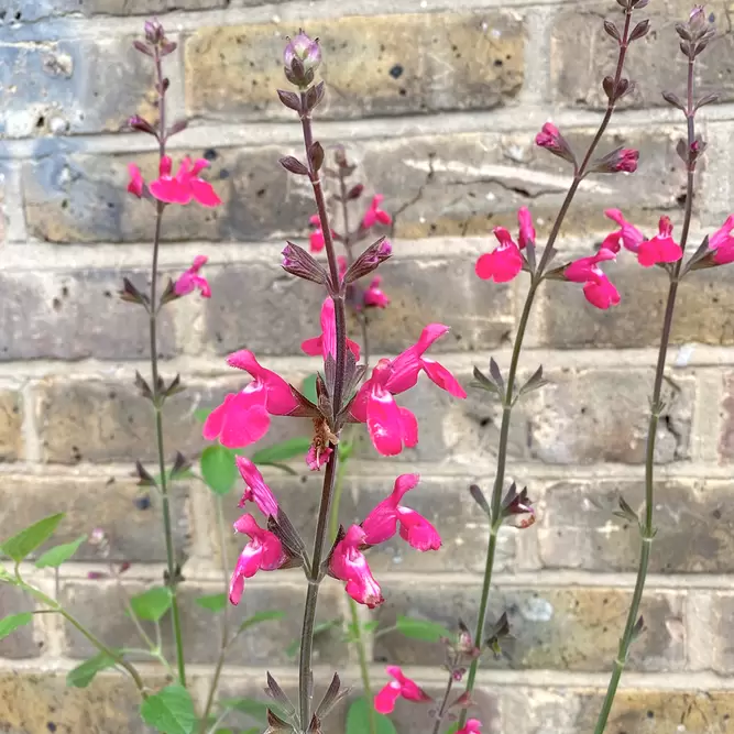 Salvia 'Pink Pong' (Pot Size 3L) - image 2