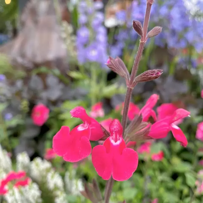 Salvia 'Pink Pong' (Pot Size 3L) - image 1