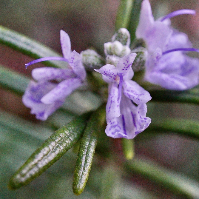 Salvia rosmarinus syn. Rosmarinus officinalis (Pot Size 3L) Rosemary - image 1