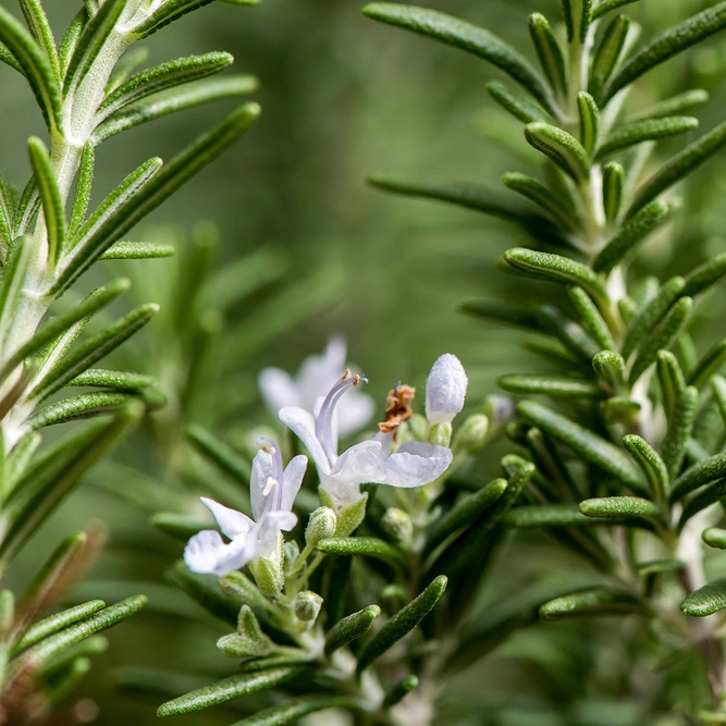 Salvia rosmarinus syn. Rosmarinus officinalis (Pot Size 3L) Rosemary - image 2