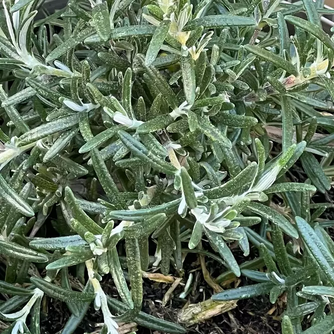 Salvia rosmarinus 'Whitewater Silver' (Pot Size 3L) - Rosemary 'Whitewater Silver' - image 1