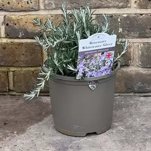Salvia rosmarinus 'Whitewater Silver' (Pot Size 3L) - Rosemary 'Whitewater Silver' - image 2