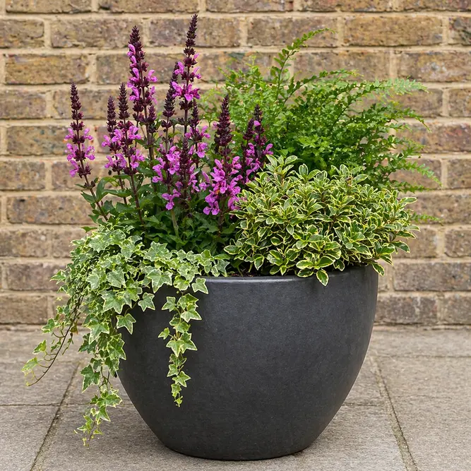 Salvia Seasonal Planter