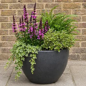 Salvia Seasonal Planter