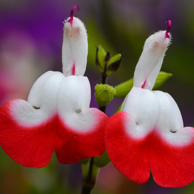 Salvia x jamensis ‘Hot Lips’  available at Boma Garden Centre Image by Shiva Shenoy