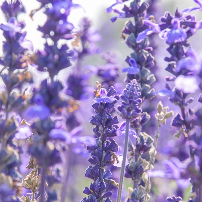 Salvia x sylvestris 'Blauhugel' (Pot Size 1ltr) Balkan Clary