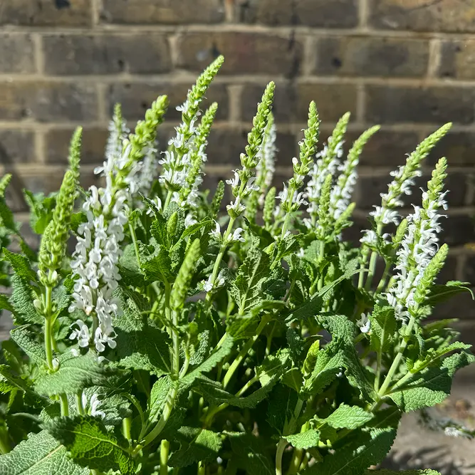 Salvia x sylvestris ‘Schneehügel’ (Pot Size 17cm) Snow Hill Sage - image 1