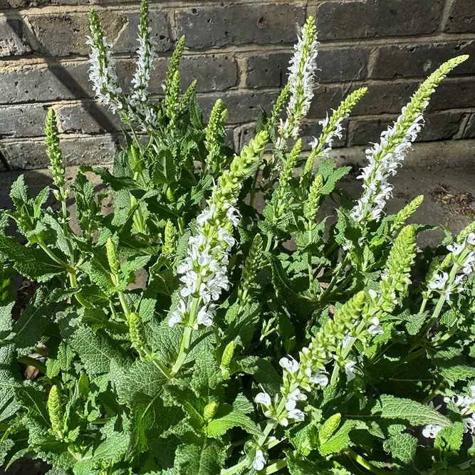 Salvia x sylvestris ‘Schneehügel’ (Pot Size 17cm) Snow Hill Sage - image 2