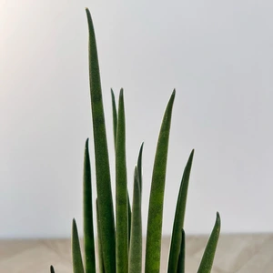 Sansevieria bacularis Mikado (12cm) Snake Plant, African Spear or Mother-in-Law's Tongue - image 3