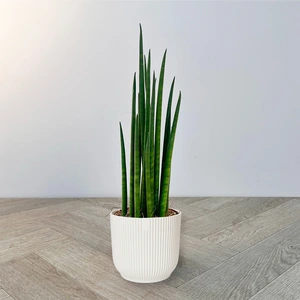 Sansevieria bacularis Mikado (12cm) Snake Plant, African Spear or Mother-in-Law's Tongue - image 2